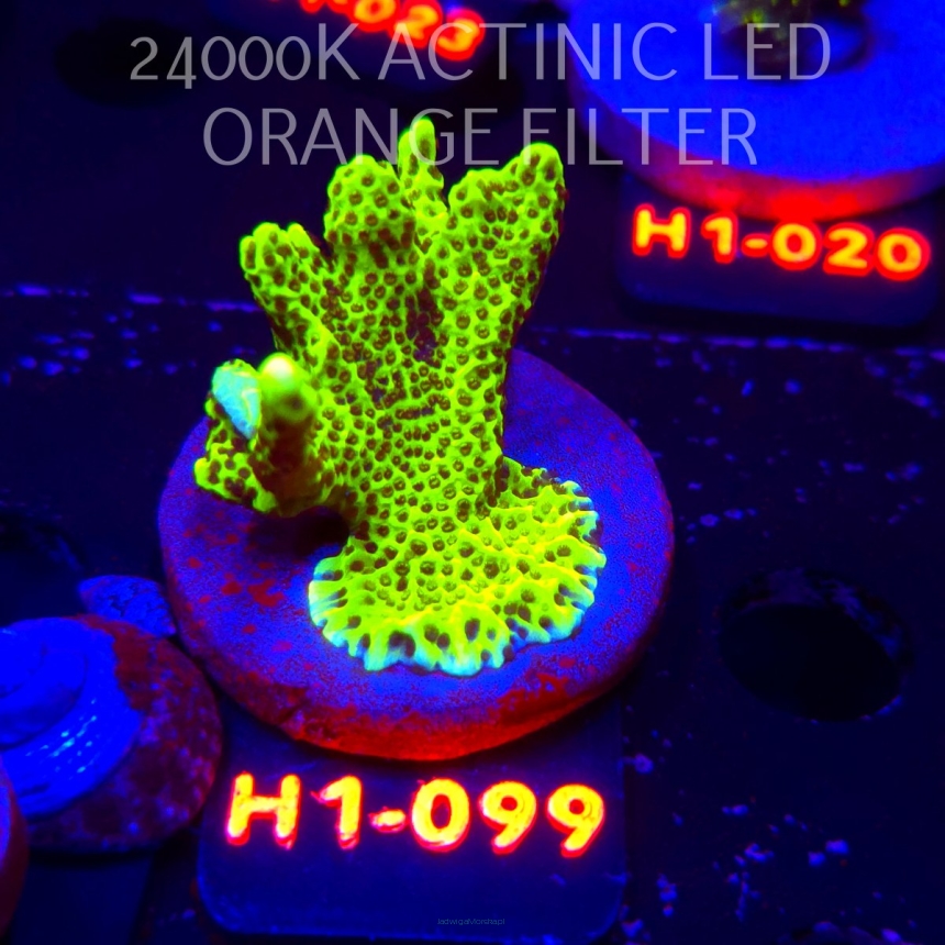 Montipora CONFUSA (02.02.2026) H1-099  5cm