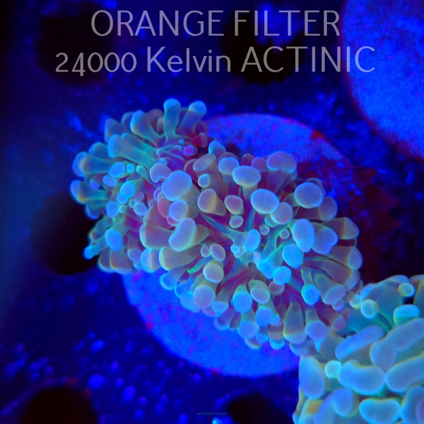 Euphyllia paraancora HOLOGRAM HAMMER (02.04.2025)