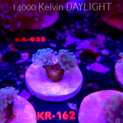 Euphyllia paraancora BLUE HOLOGRAM HAMMER (01.07.2026) KR-162  2H