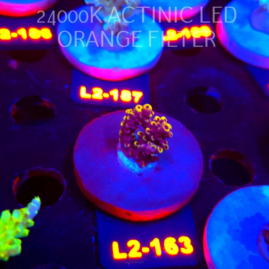 Acropora LATISTELLA WOLVERINE (14.08.2026) L2-163  3cm