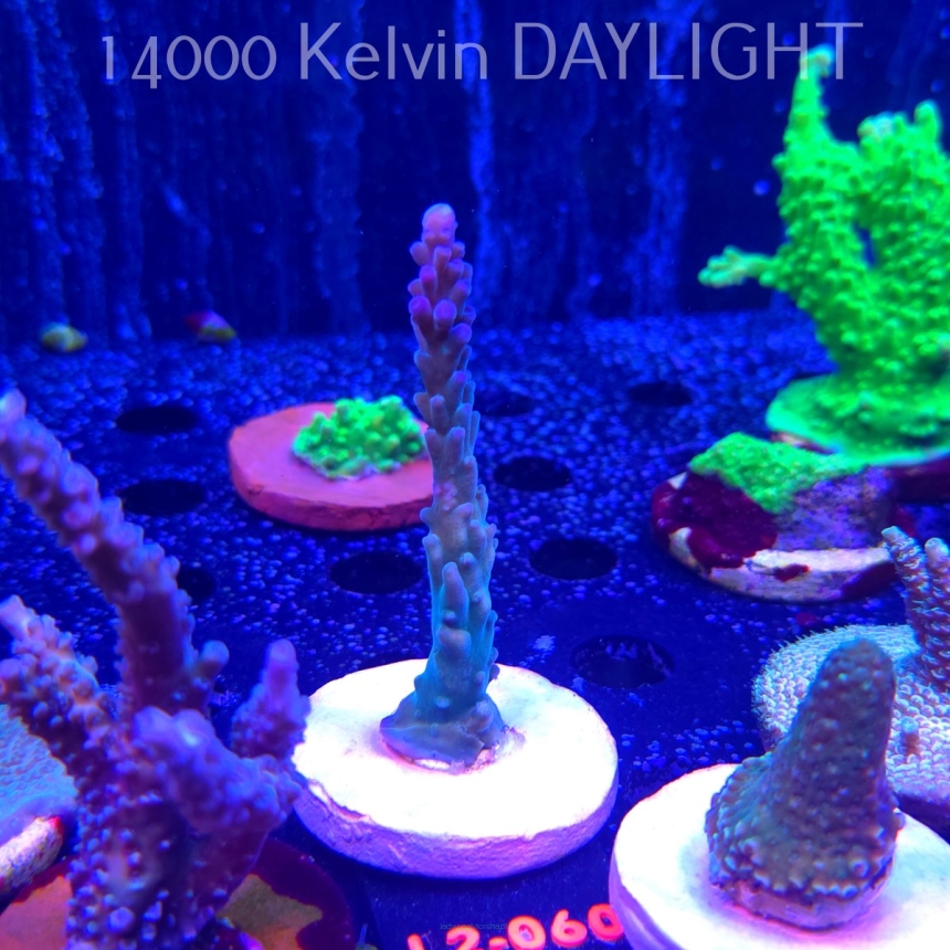 Acropora sp. AUSTRALIA (16.11.2025) L2-060  9cm