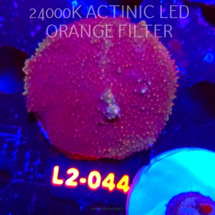 Acropora sp. AUSTRALIA (18.03.2026) L2-044  5cm