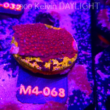 Cyphastrea JF BLOOD RED (12.04.2026) M4-068  5cm