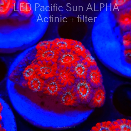 Acanthastrea lordhowensis BLUE LAVA  (26.01.2025)  5cm