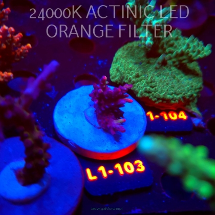 Acropora microclados STRAWBERRY SHORTCAKE (03.08.2026) L1-103  3cm