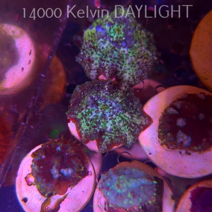 Discosoma sp. JAWBREAKER (05.03.2025)  5cm