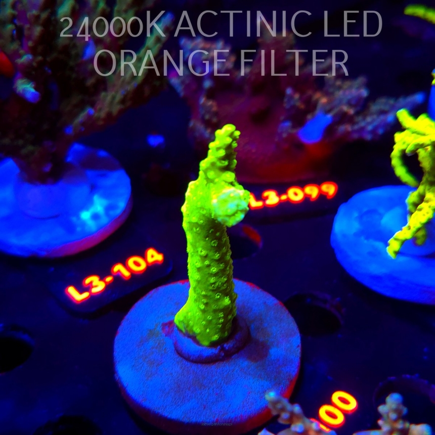 Acropora formosa TOXIC GREEN (09.05.2026) L3-100  8cm