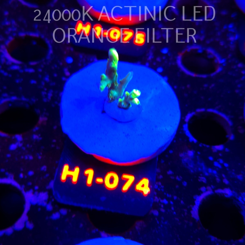 Acropora ACULEUS HIGHLIGHTER SSA (20.06.2026) H1-074  2cm