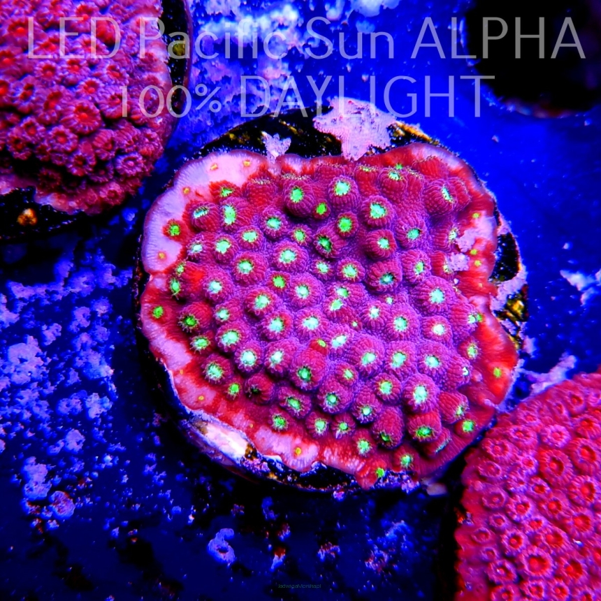 Cyphastrea JF BLING BLING  (14.06.2023) MM2-I-15  3cm