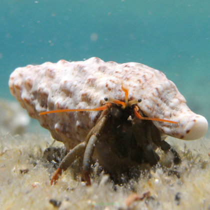 Clibanarius erythropus krab rozmiar 1 cm (Miniature Crab)