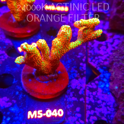 Montipora samarensis BUBBLEGUM (13.04.2026) M5-040  8cm