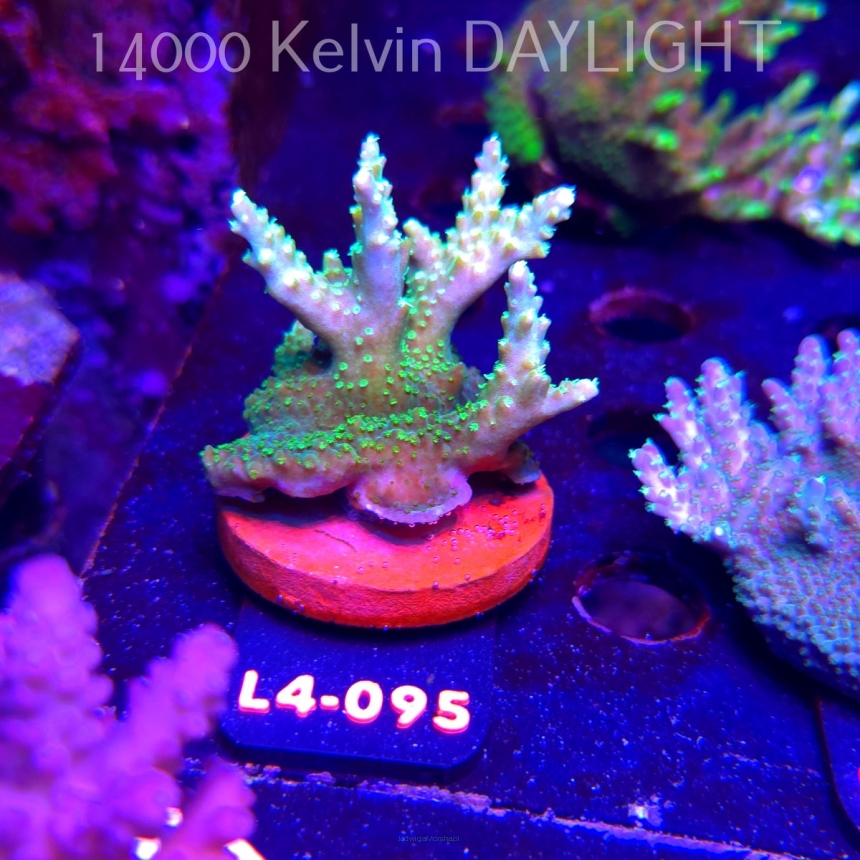 Acropora sp. PREMIUM AUSTRALIA (20.05.2026) L4-095  6cm