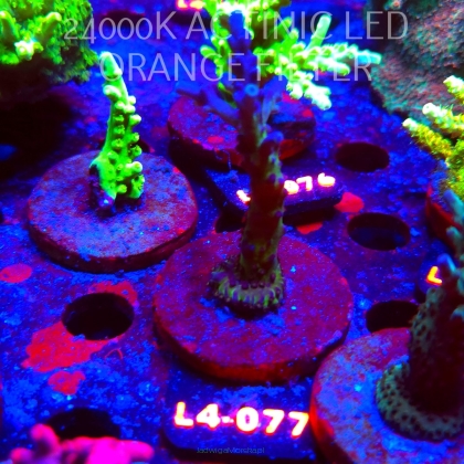 Acropora EC Frankie's Kryptonite (07.01.2026) L4-077  9cm