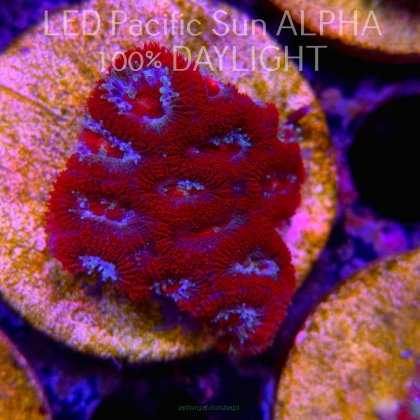 Acanthastrea lordhowensis COSMIC SUNSHINE + NEON MOON POLYPS (07.03.2024)  4cm