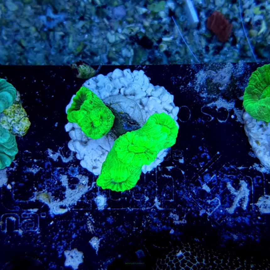 Caulastrea furcata fluo (4)