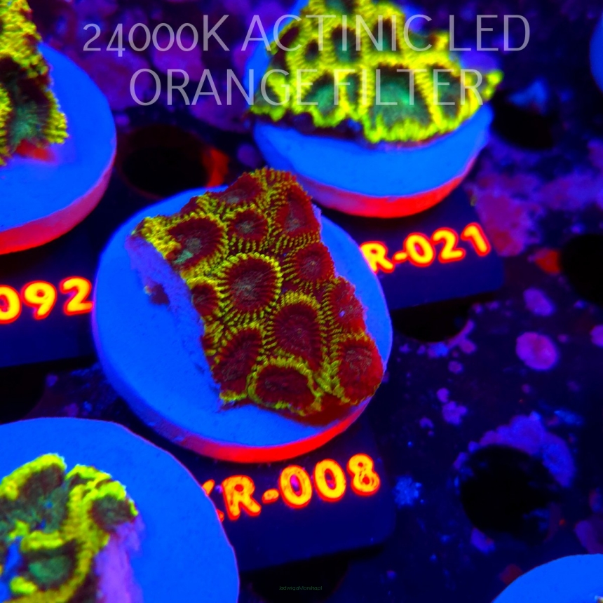Favia Mystic Grape (21.06.2026) KR-008  5cm