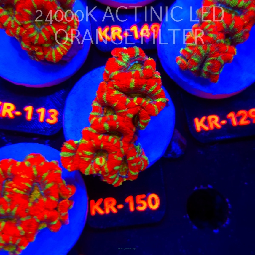 Acanthastrea lordhowensis CHRISTMAS ACAN (03.01.2026) KR-150  6cm