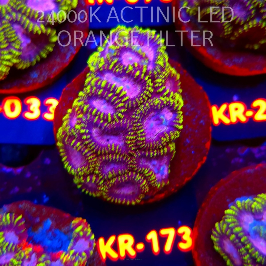 Favia WWC SPACE MONKEY (12.07.2026) KR-173  5cm