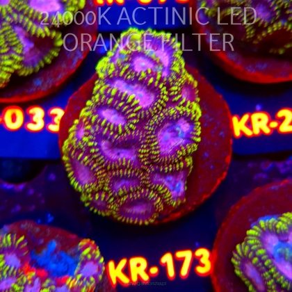 Favia WWC SPACE MONKEY (12.07.2026) KR-173  5cm