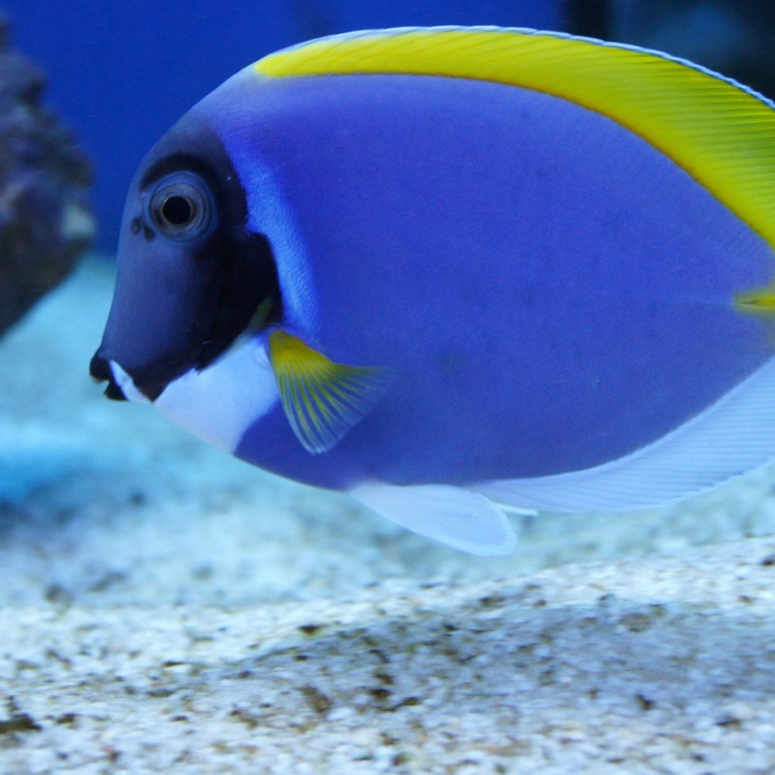 Acanthurus leucosternon (Pokolec Białobrody) 9-10 cm