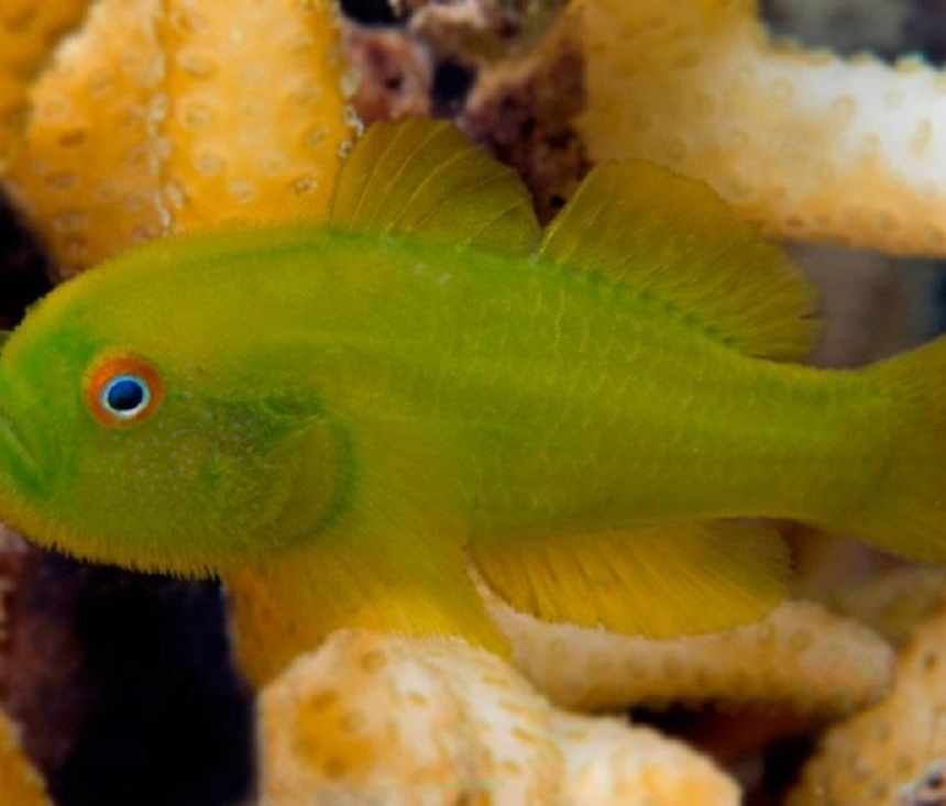 Gobiodon xanthosomus 2-3 cm