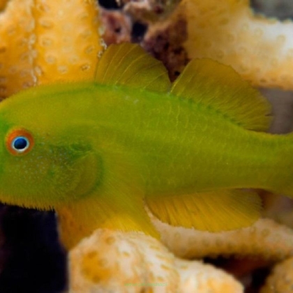Gobiodon xanthosomus 2-3 cm