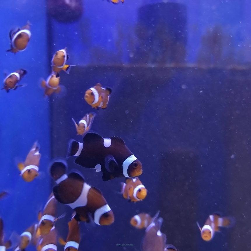 Amphiprion ocellaris DARWIN TANK BRED (Black Nemo Clown) 4-5cm