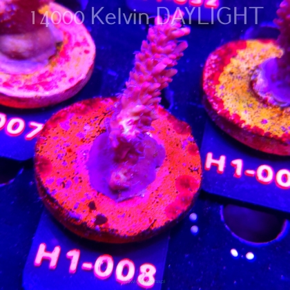Acropora microclados STRAWBERRY SHORTCAKE (24.05.2026) H1-008  6cm