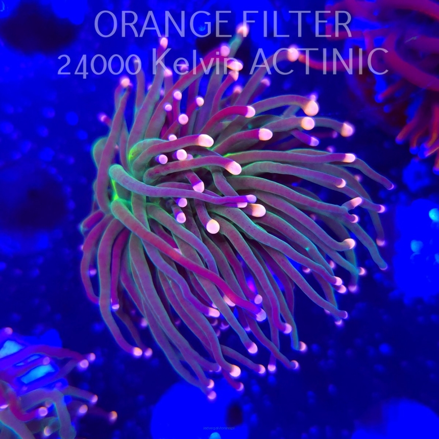 Euphyllia glabrescens Malaysian Miami Torch (13.06.2025)