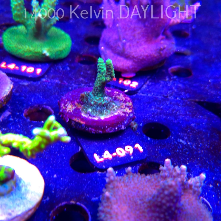 Acropora sp. PREMIUM AUSTRALIA (20.05.2026) L4-091  3cm