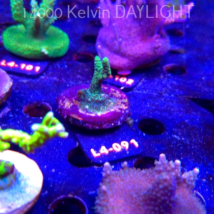 Acropora sp. PREMIUM AUSTRALIA (20.05.2026) L4-091  3cm