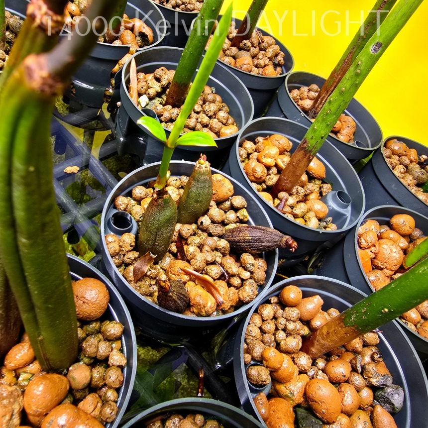 Bruguiera sexangula – mangrowiec pomarańczowy propagula z korzeniami 10cm
