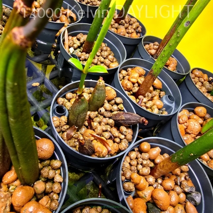 Bruguiera sexangula – mangrowiec pomarańczowy propagula z korzeniami 10cm