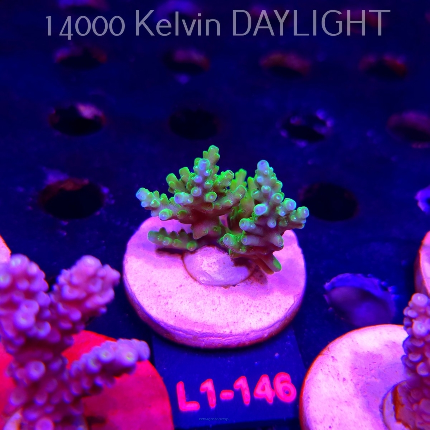 Acropora sp. URANIUM (01.08.2026) L1-146  4cm