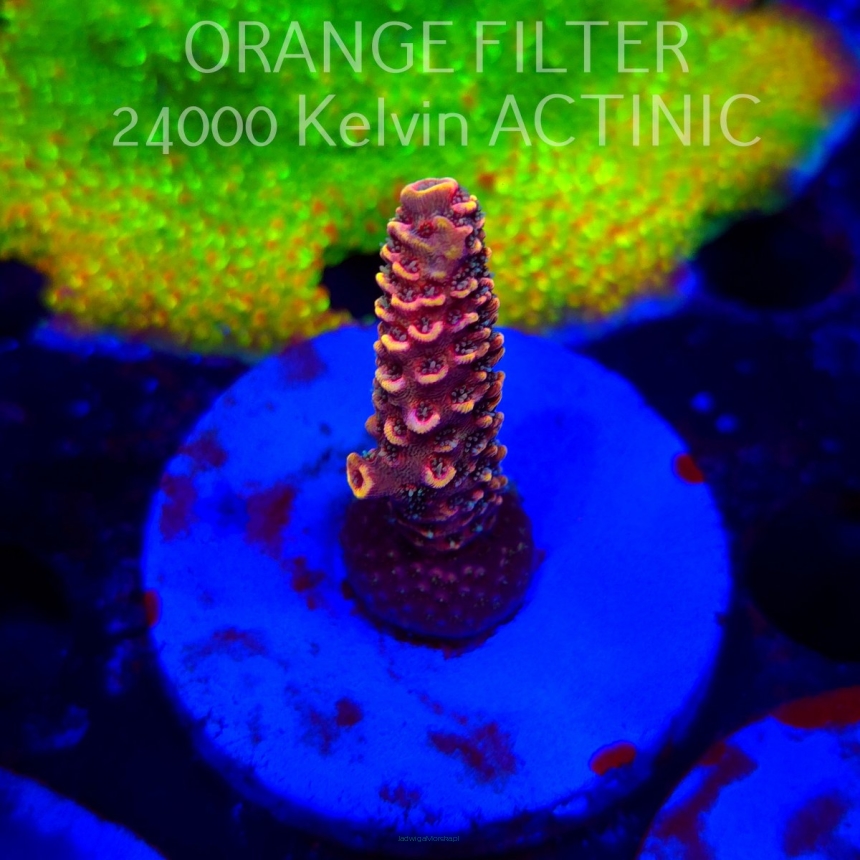 Acropora SPATHULATA RED (20.03.2025) L1-III-12  5cm