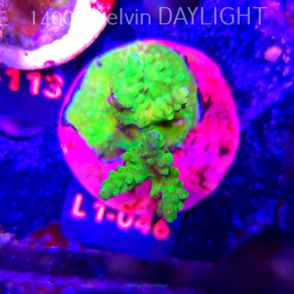 Acropora humilis URANIUM (16.03.2026) L1-046  5cm