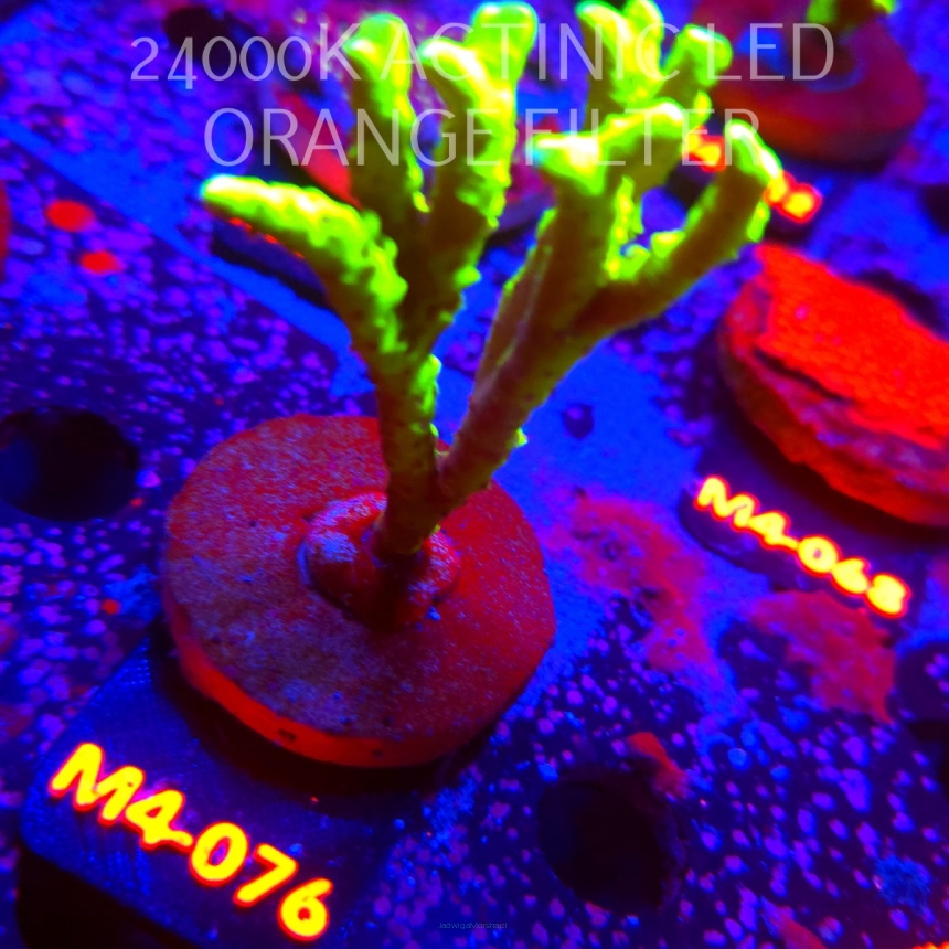 Anacropora WWC SLIMEBALL (12.04.2026) M4-076  9cm