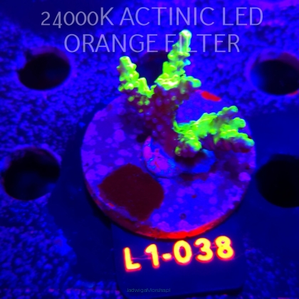 Anacropora WWC SLIMEBALL (11.10.2025) L1-038  4cm