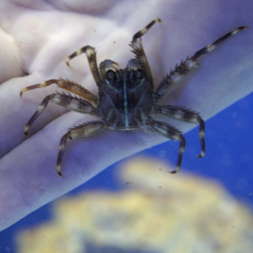 Krab Percnon spp. 4-5 cm