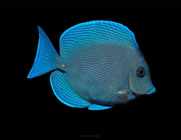 Acanthurus coeruleus 8 cm