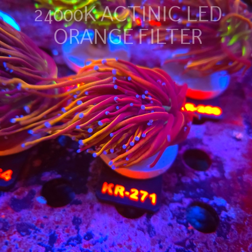 Euphyllia glabrescens NY KNICKS TORCH (19.09.2026) KR-271  2+HEADS