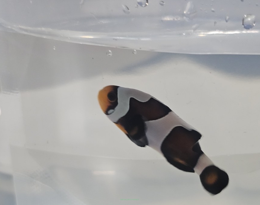 Amphiprion ocellaris WYSIWYG DARWIN TANK BRED 4cm