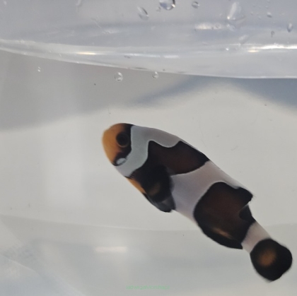 Amphiprion ocellaris WYSIWYG DARWIN TANK BRED 4cm
