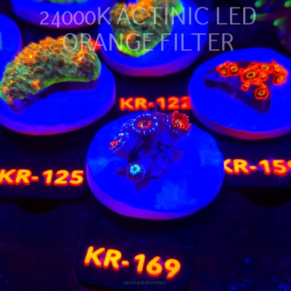 Zoanthus MAGICIAN (17.01.2026) KR-169  5P