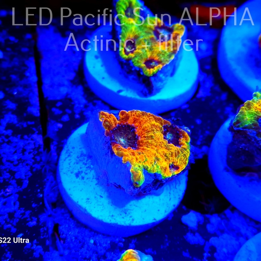 Acanthastrea ECHINATA AUSTRALIA RAINBOW SPECIAL (11.12.2023)