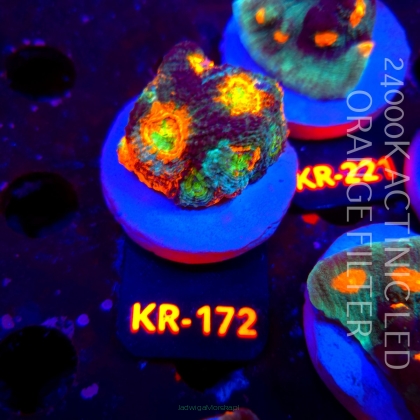 Acanthastrea ECHINATA AUSTRALIA RAINBOW SPECIAL (01.06.2026) KR-172  4cm