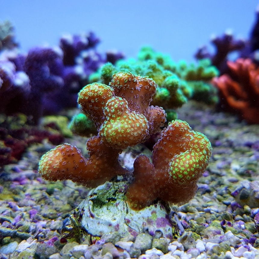 Stylophora sp.