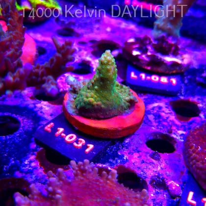 Acropora sp. AUSTRALIA  (16.03.2026) L1-031  3cm