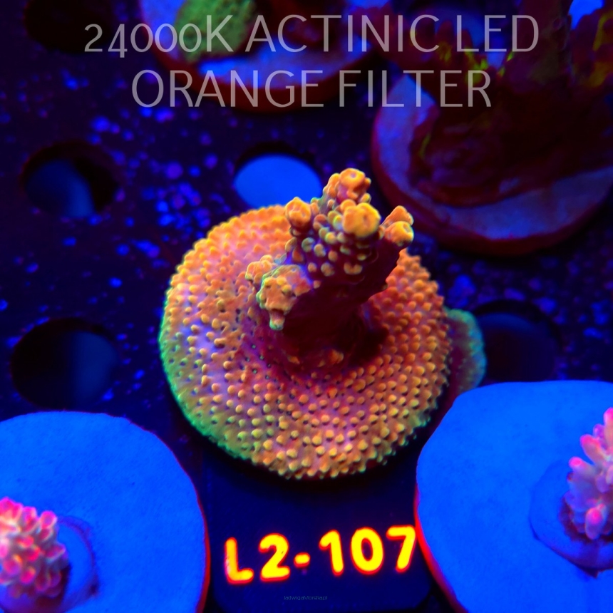 Acropora loripes JM GOLDEN FIRE (14.08.2026) L2-107  5cm