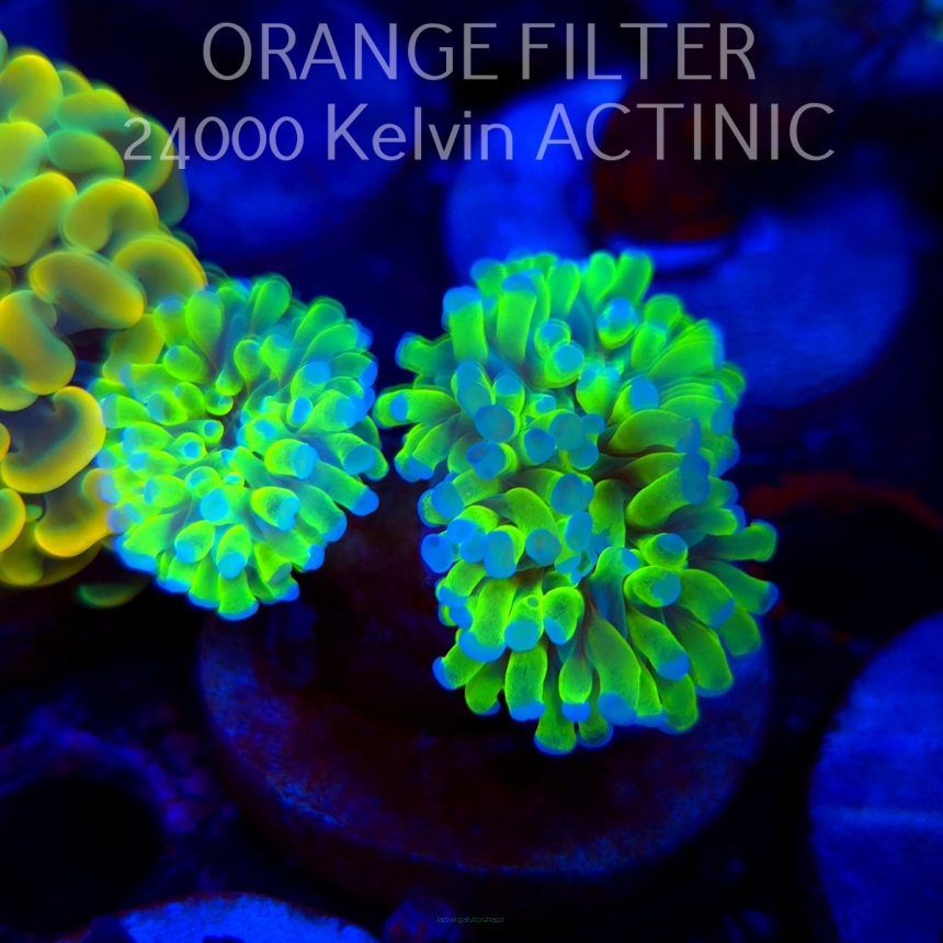 Euphyllia paraancora TOXIC GREEN (02.04.2025)